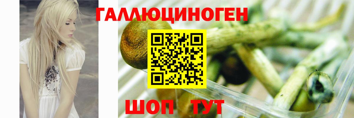Тайшет  Псилоцибиновые грибы ЛСД  Вход с VPN 